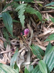 Tricyrtis formosana