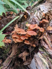 Xeromphalina