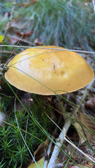 Suillus grevillei