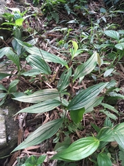Tricyrtis formosana