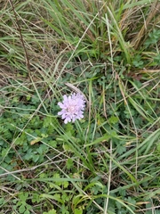 Scabiosa triandra