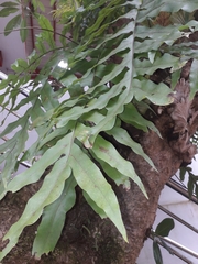 Drynaria quercifolia