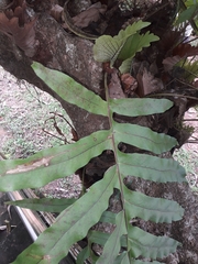 Drynaria quercifolia