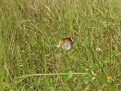 Danaus chrysippus chrysippus