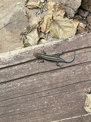 Trachylepis quinquetaeniata