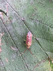 Pantilius tunicatus