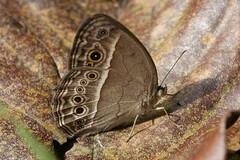 Mycalesis perseoides