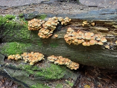 Hypholoma fasciculare