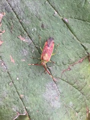 Pantilius tunicatus