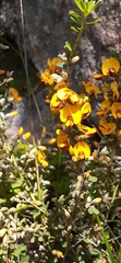 Pultenaea largiflorens