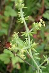 Galium capense