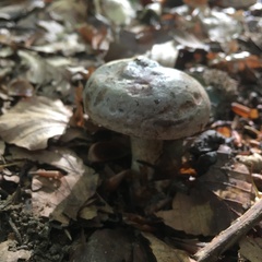 Russula nigricans