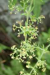 Galium capense