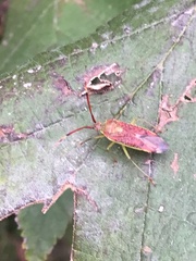 Pantilius tunicatus