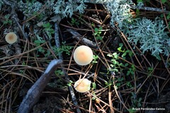 Singerocybe phaeophthalma