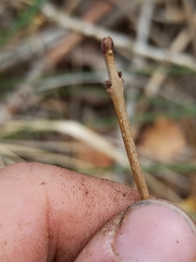 Fraxinus angustifolia