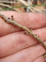 Fraxinus angustifolia