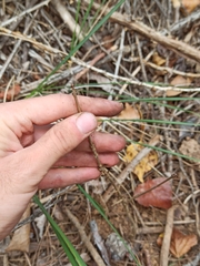 Fraxinus angustifolia