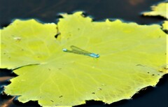 Pseudagrion