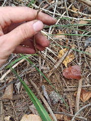 Fraxinus angustifolia