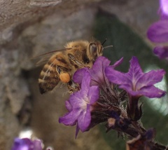 Apis mellifera
