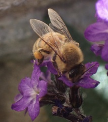Apis mellifera