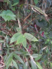 Tricyrtis formosana