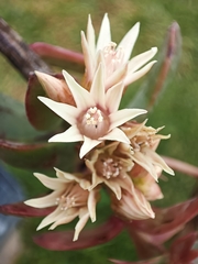 Aeonium haworthii