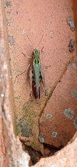 Omocestus