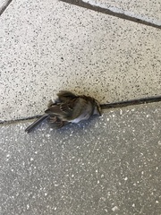 Zonotrichia albicollis