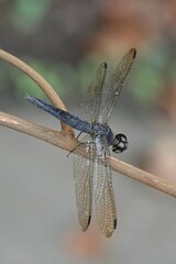 Orchithemis pulcherrima