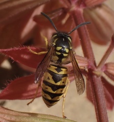 Vespula germanica