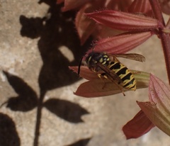 Vespula germanica