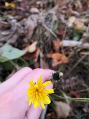 Picris japonica kamtschatica