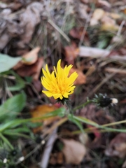 Picris japonica kamtschatica
