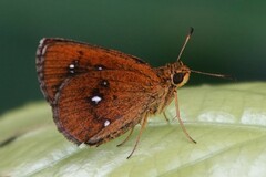 Iambrix salsala salsala