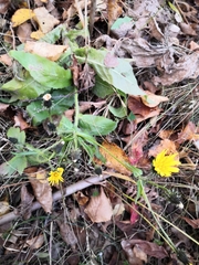 Picris japonica kamtschatica