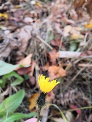 Picris japonica kamtschatica