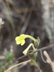 Odontites longiflorus