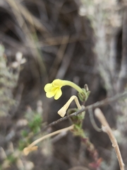 Odontites longiflorus