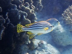 Plectorhinchus vittatus