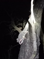 Petaurus breviceps