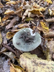 Stropharia aeruginosa