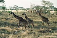 Giraffa camelopardalis tippelskirchi
