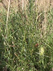 Genista tinctoria