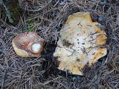 Lactarius sanguifluus