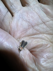 Diaphanes flavilateralis