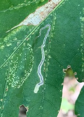 Stigmella saginella