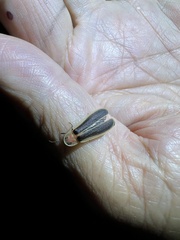 Diaphanes flavilateralis