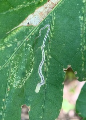 Stigmella saginella